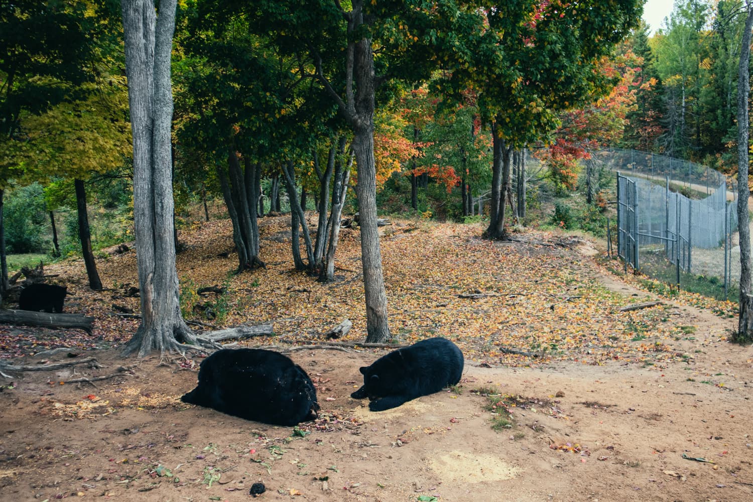 Black bears resting in a wooded habitat at Oswald's Bear Ranch